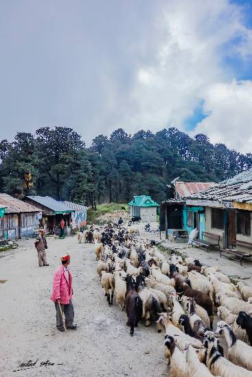 Shepherd at Jalori pass, Photo by Milind Sathe