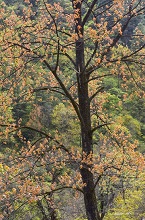 Beautiful colours in forest, Bhutan