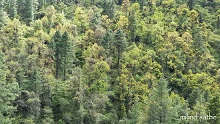 Green at Jigme Singye Wangchuck National Park, Bhutan