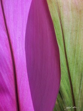 Leaves in magenta and green
