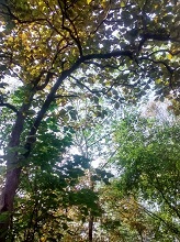 Tree cover at Pune university