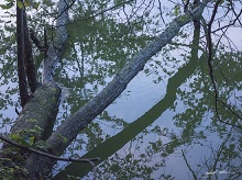 Tree on the bank of Radnor Lake