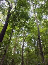 Trees at Radnor Lake State Park, Nashville, Photo by Milind Sathe
