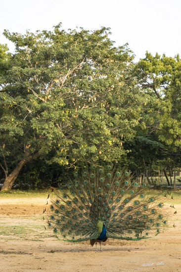 Peacock at Vivekananda Kendra, Kanyakumari