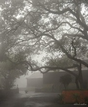 Misty at Mahabaleshwar Club