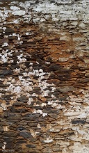 Texture on the wall at Gangtey Gonpa, Bhutan