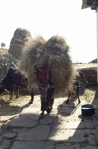 Kumaoni woman  - stocking up grass