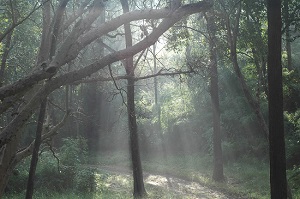 Thick forest at Kanha