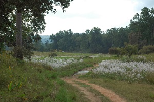 Vast expanse of Kanha National Park