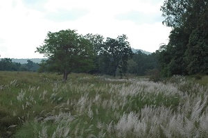 Beautiful landscapes at Kanha National Park