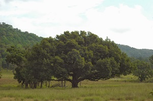 Beautiful landscapes at Kanha National Park